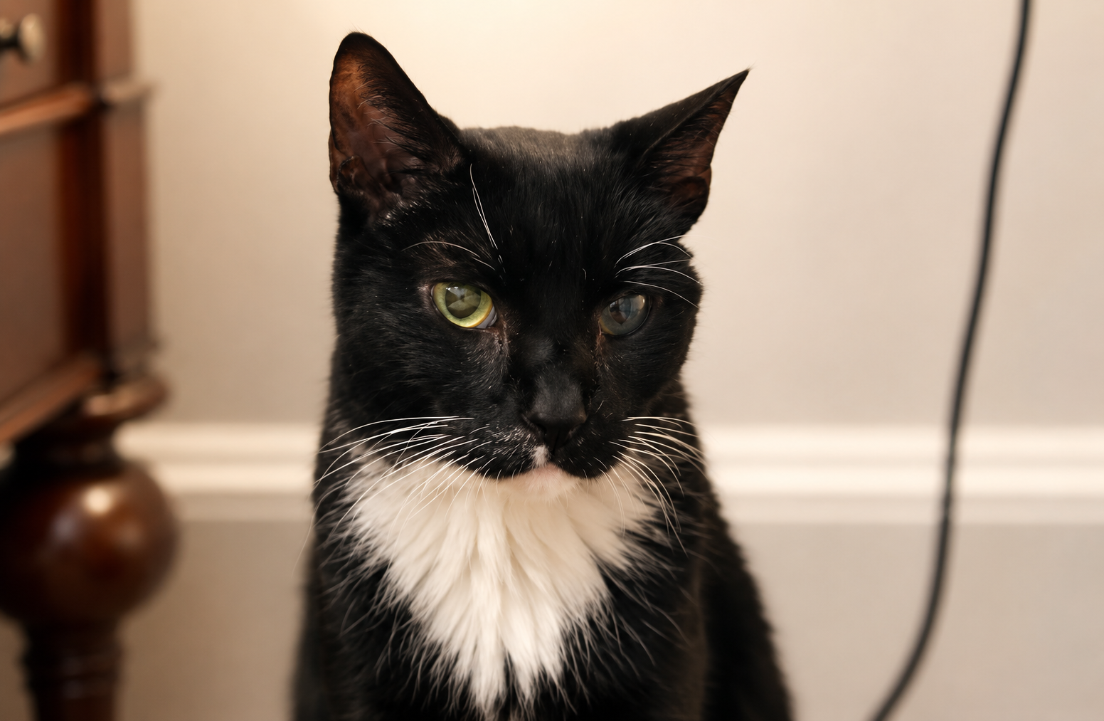 Bond, the tuxedo cat for whom Bond's Fund was named