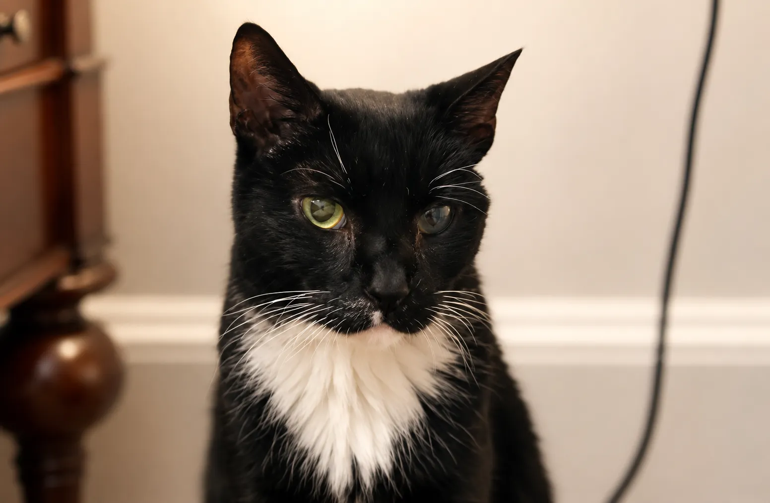 Bond, the tuxedo cat for whom Bond's Fund was named