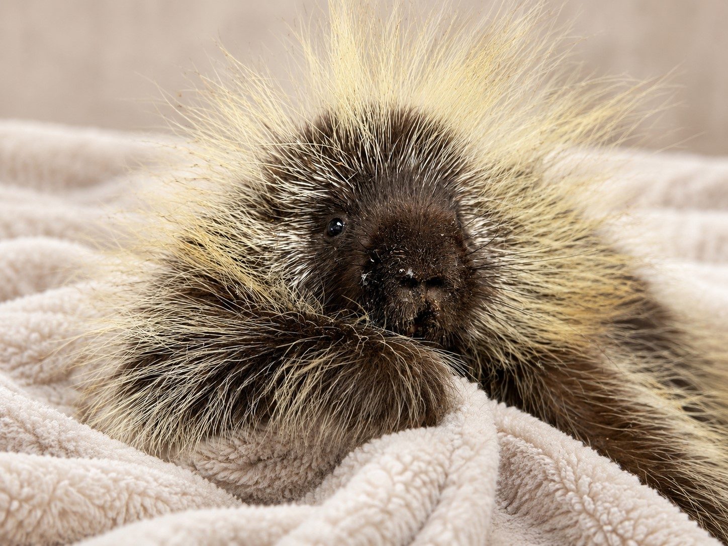 A juvenile porcupine treated for severe injuries at NMWC