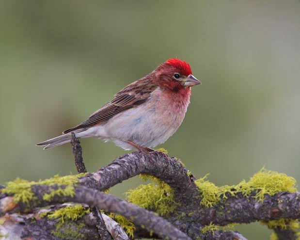 A Cassin's Finch, one of New Mexico's Species of Greatest Conservation Need