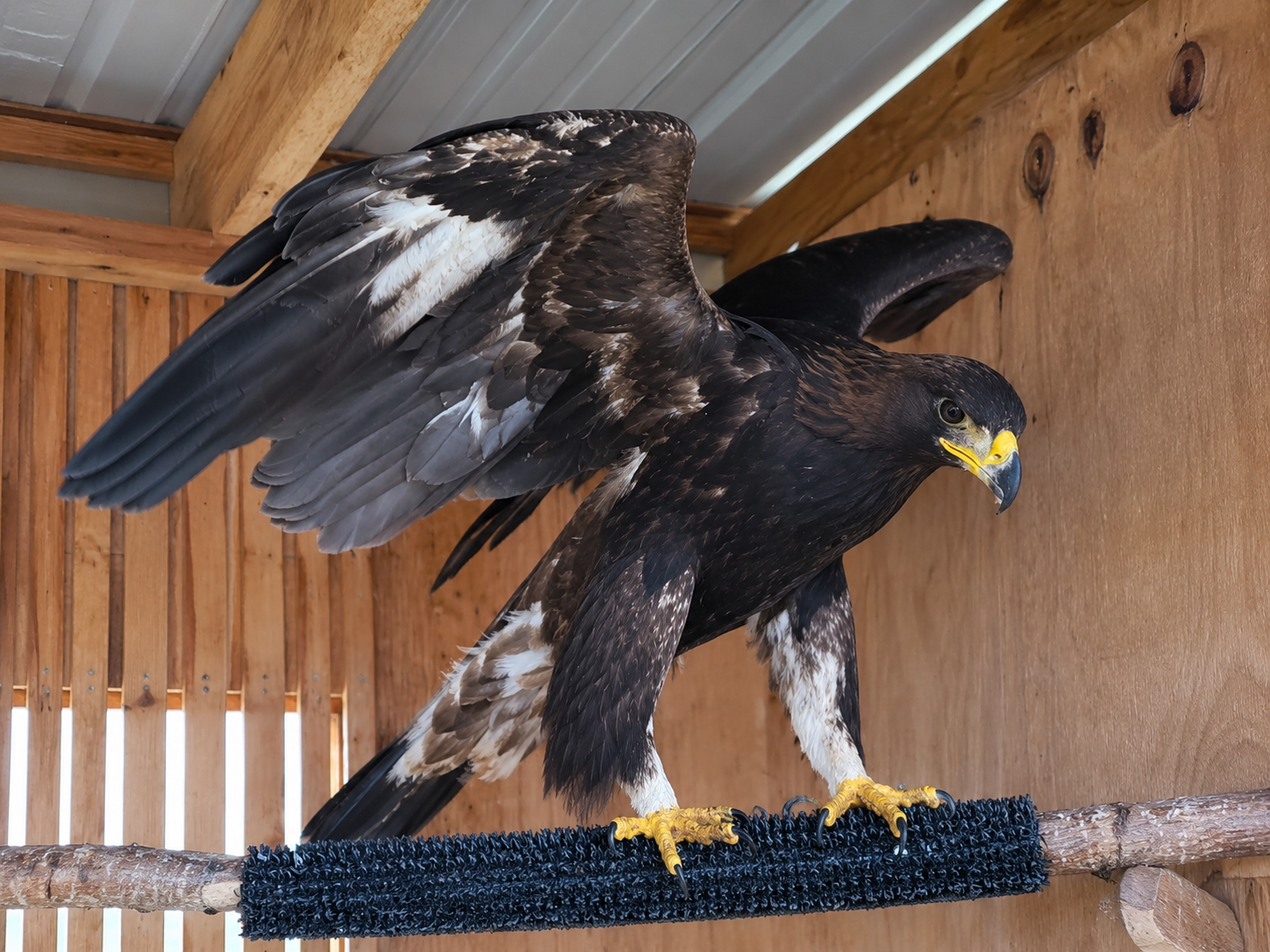 A golden eagle treated at NMWC for heavy metal toxicosis