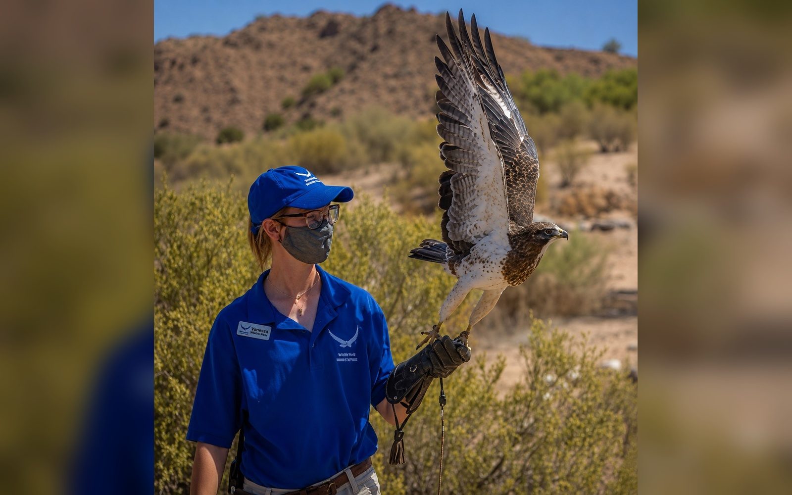 A handler with a rehabilitated hawk at NMWC