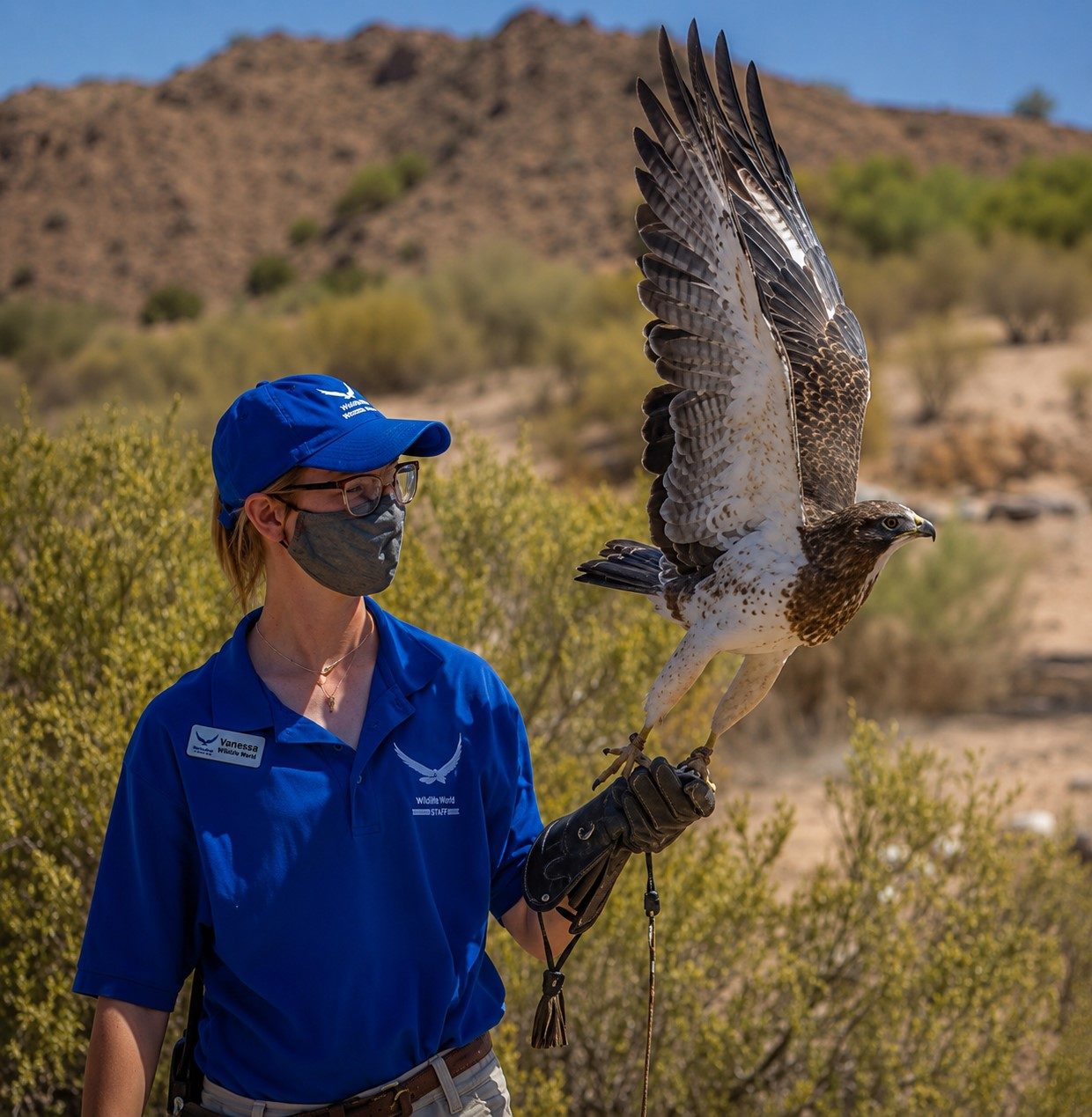 An NMWC handler releasing a hawk in the high desert outside Espa&ntilde;ola, New Mexico