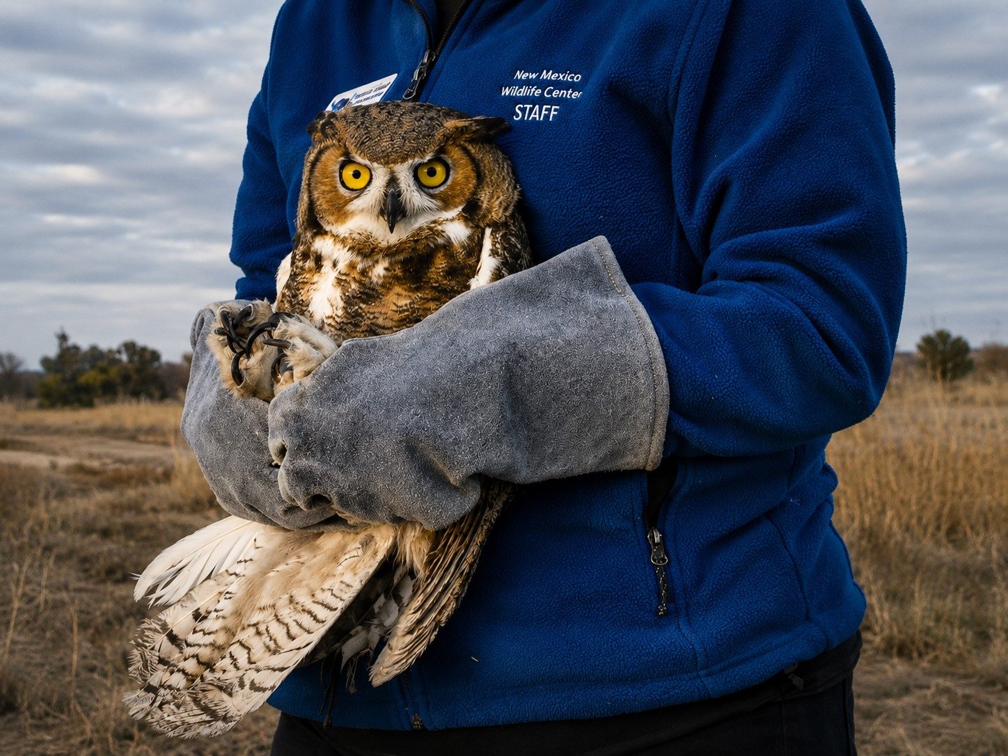 A barn owl being held in care at the NMWC wildlife hospital