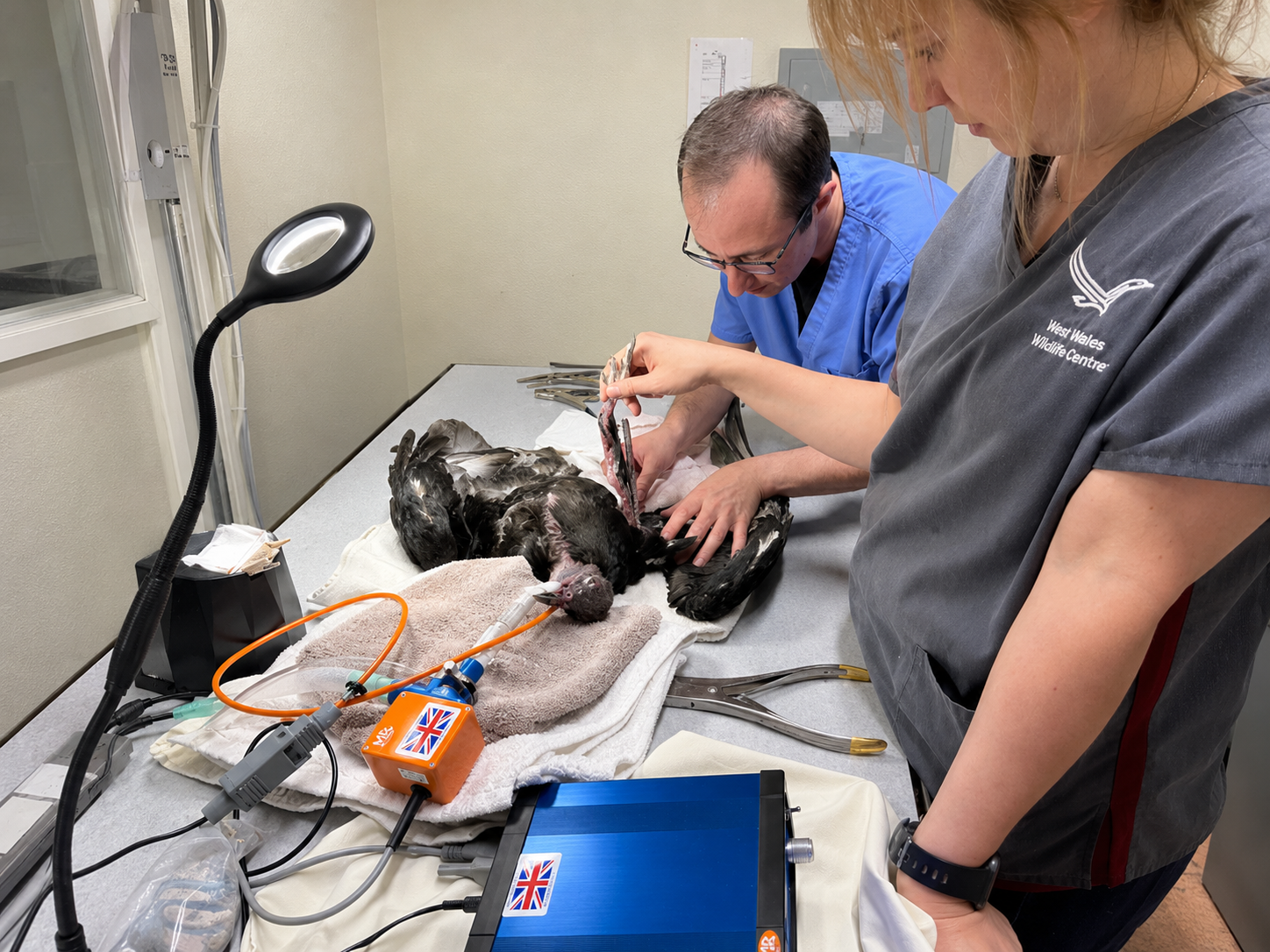 The H/3-funded veterinarian at work in the NMWC wildlife hospital
