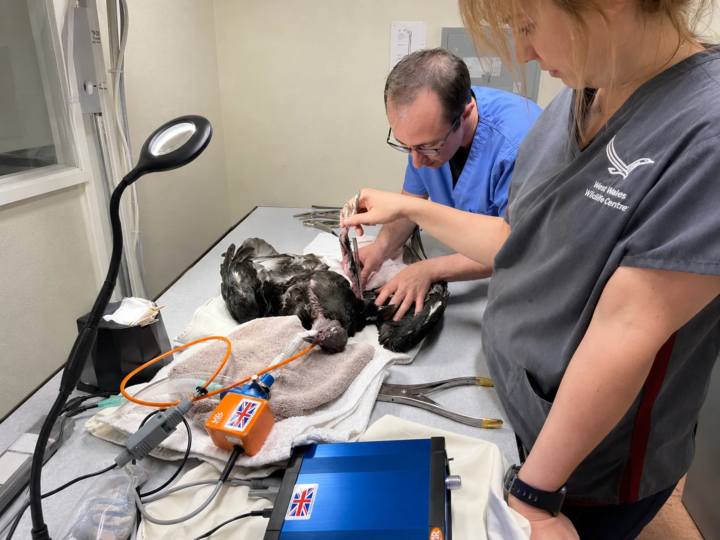 The H/3-funded veterinarian at work in the NMWC wildlife hospital
