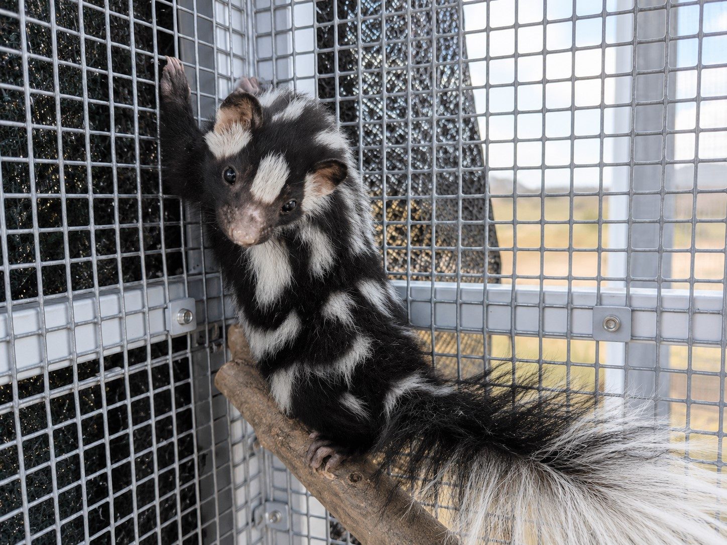 A spotted skunk in a rehabilitation enclosure at NMWC
