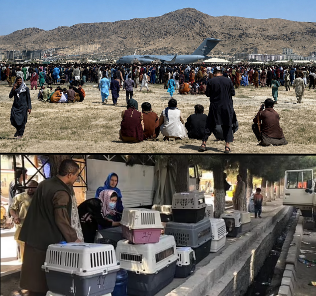 Composite of the Kabul airport tarmac during the August 2021 evacuation, paired with Nowzad staff loading rescued dogs and cats into carriers