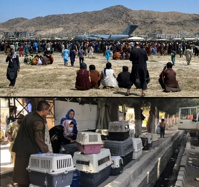Composite of the Kabul airport tarmac during the August 2021 evacuation, paired with Nowzad staff loading rescued dogs and cats into carriers
