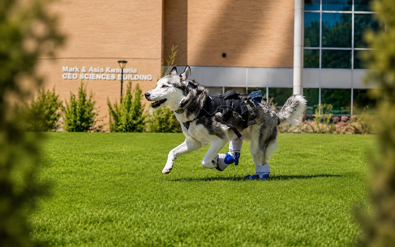 Yeti the husky running on his prosthetic leg