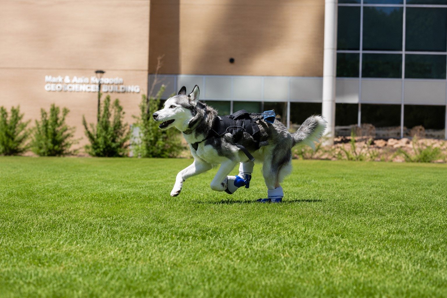 Yeti running on the SUU campus with his completed prosthetics