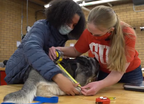 SUU students taking measurements of Yeti's hind limbs