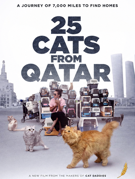 25 Cats from Qatar