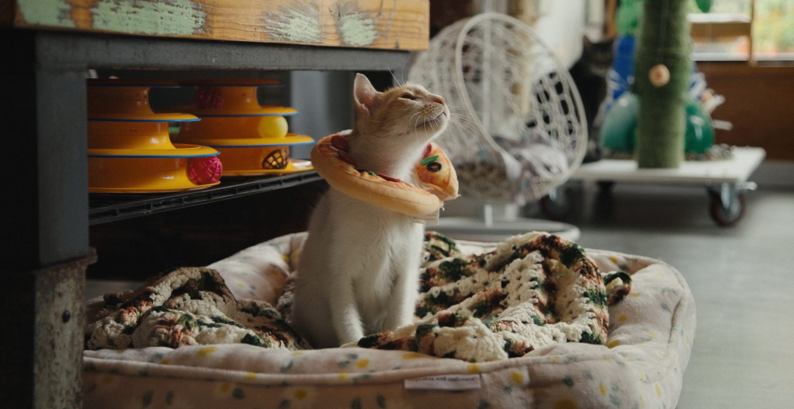 A still from 25 Cats from Qatar