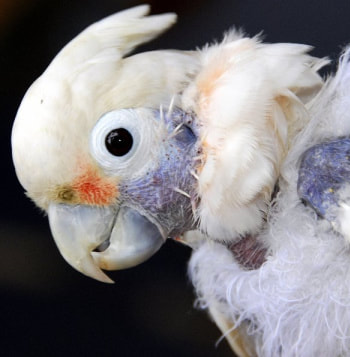 A combat veteran and a rescued parrot at Serenity Park Sanctuary