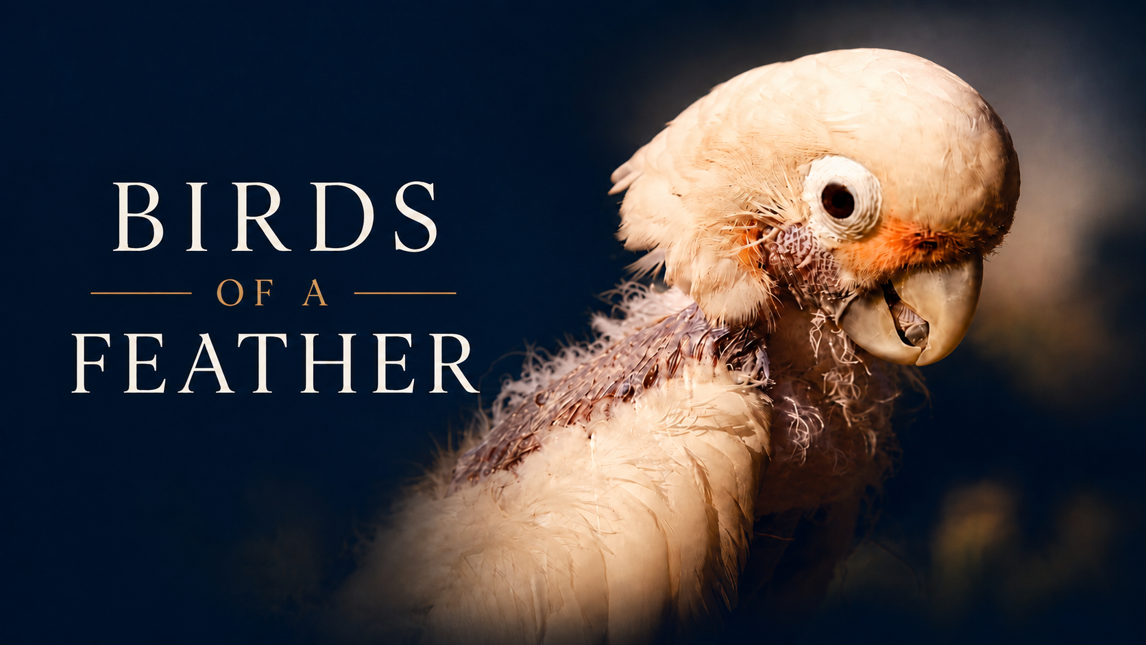 Birds of a Feather trailer