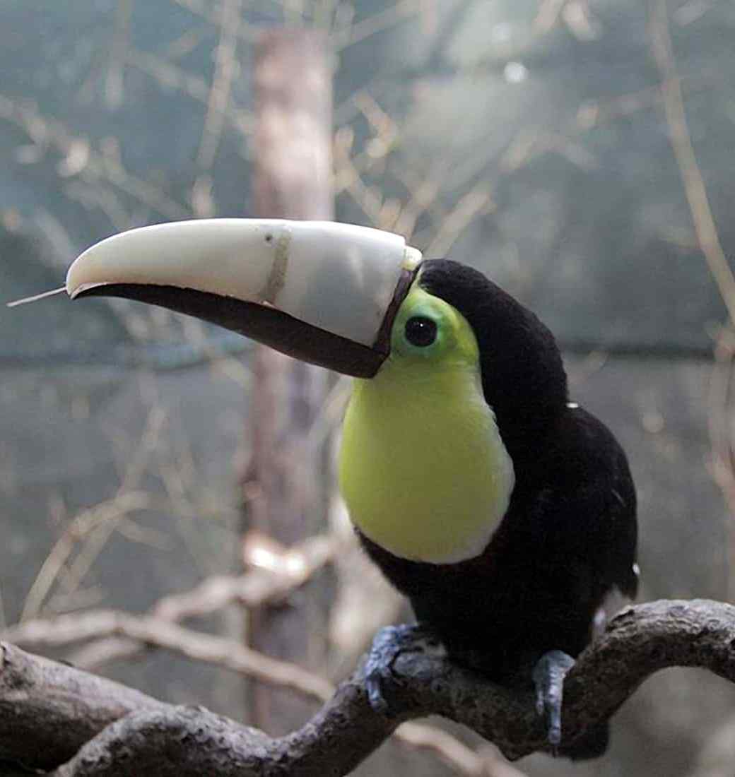 Grecia, the toucan whose story moved a nation
