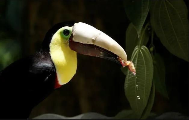 Grecia with a petal in its beak