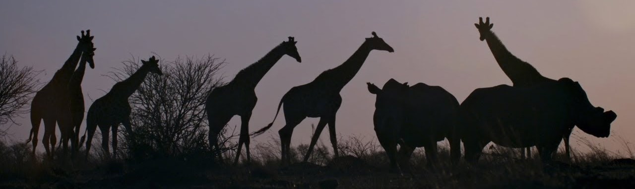 A landscape still from Trophy